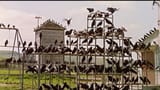 crowshitchcock