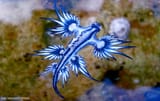 bluething