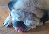 snout too smol to fit tongue