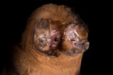 ghost-faced bat