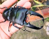Dorcus titanus