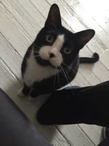 1674975783826027 cat dick face