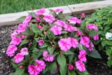 Sunpatiens-Compact-Purple-Candy-scaled