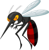mosquito