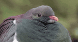 fluf