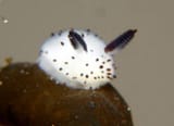 sea-bunny-jorunna-parva-300x217