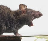 rats-334747