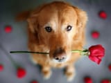 DogRose