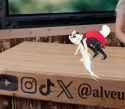 Scuttlebug[sound=files.catbox.moe%2Fit4wtk.mp3]_thumb.jpg