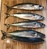 UTF-81-Mackerel_e3a40f7172c3e2402cbe8afa5c931de5