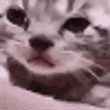 sadcat