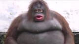 stinki-manki