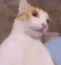 1733431496727690