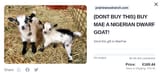 maesgoat