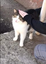 kat