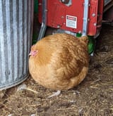 rotund chicken
