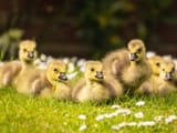 goslings