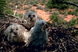 Great Horned Owl Chicks