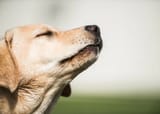 dog-sniffing