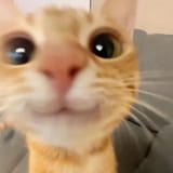 happeCat