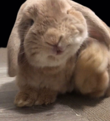 Littlemansillyface