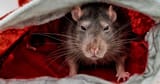rat-king