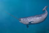 narwhal