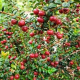 Ugni+molinae+fruit