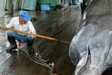 japanwhale