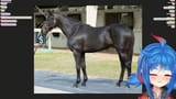 Black Stallion