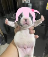 STOPPPFIGHTINGG[sound=files.catbox.moe%2Ffrpr7q.mp3]