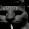 CatSmoke-3x