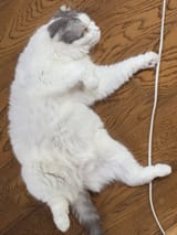 GwnNYymbMAA-kkU