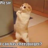 plz-sir-can-has-cheezburger-icanhascheezburgercom.jfif
