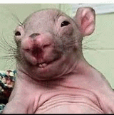 rat-ugly