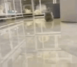 GIF-240923_125418