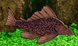 catfished