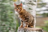 Toyger-Cat-Feature-Image