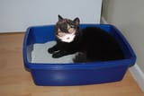 why-is-my-cat-pooping-outside-the-litter-box