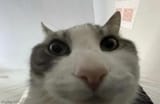 LookInside~2
