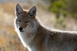 coyotenps5