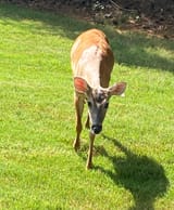 deer