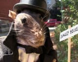 chad_rat