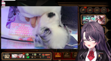 cute puppies