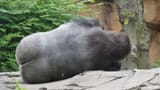 gorilla_sleeping_gorilla_sleeping_gorilla_butt_butt_monkey_ape_sleep-615140.jpg!s2