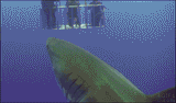 Shark-fart