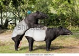 malayan-tapirs-engaged-consensual-sex-600w-366179123_jpg