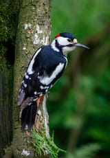 Greater_Spotted_Woodpecker_(41554059345)