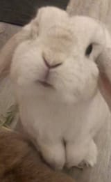 beautiful girl