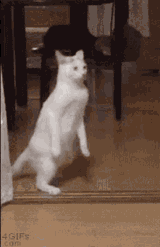 catto